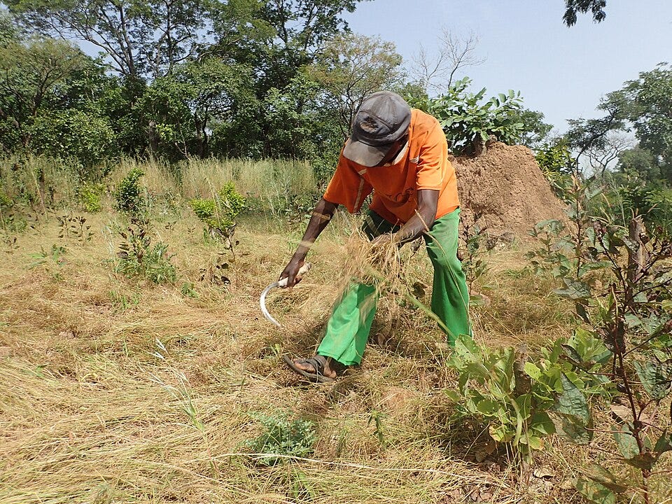 File:Harvesting Fonio.jpg