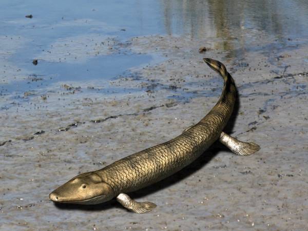 File:Tiktaalik NT small.jpg - Wikimedia Commons File:Tiktaalik NT small.jpg - Wikimedia Commons