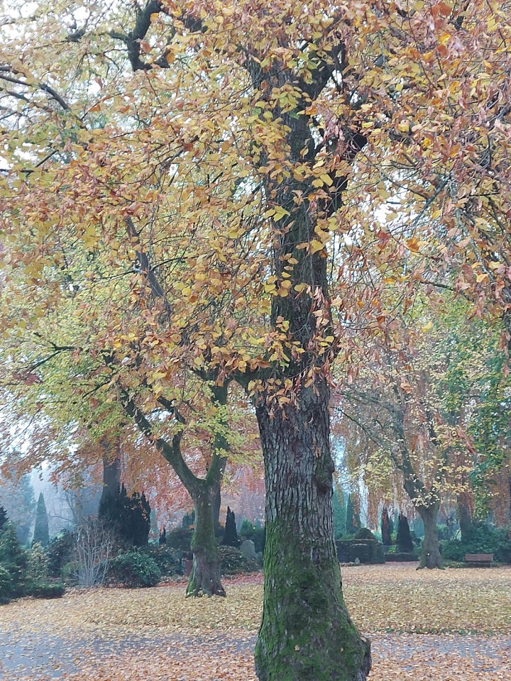 autum grey with brown, red, yellow coloured leaves
