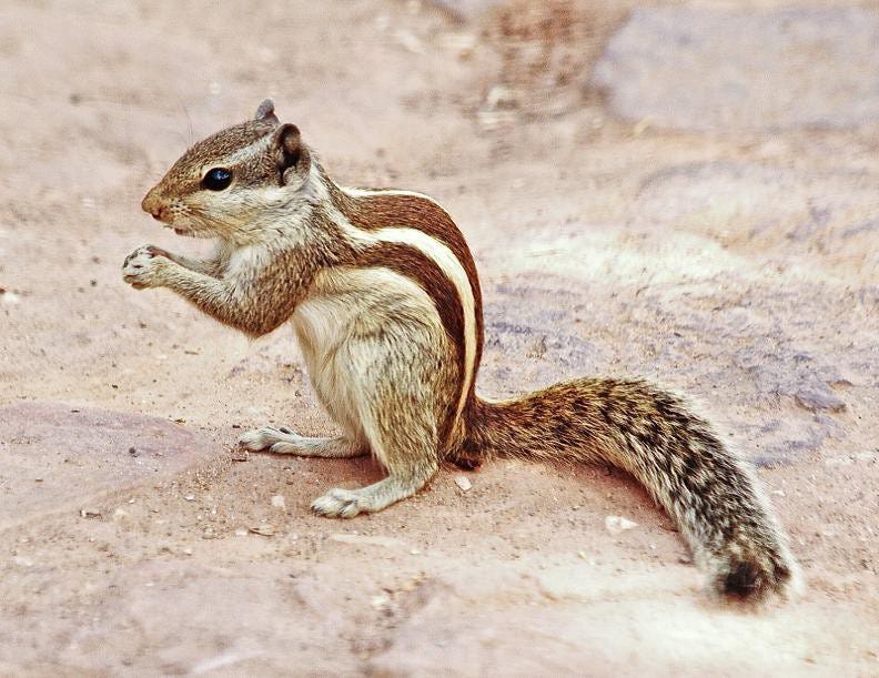 A Dozen things Civil Servants could learn from Squirrels