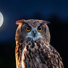DSPS or Night Owl? When a Late Chronotype Becomes a Disorder in Women With ADHD