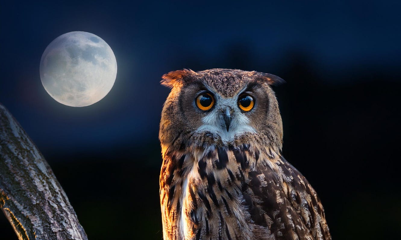 A night owl backlit by a full moon, a nod to delayed sleep phase and late chronotypes in ADHD.