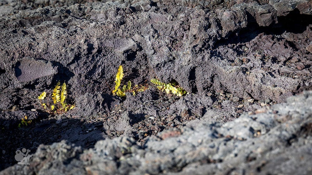 tiny ferns struggle to survive in a crack within a lava field tiny ferns struggle to survive in a crack within a lava field