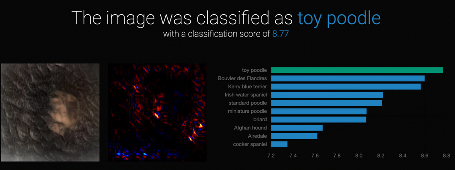 The image was classified as toy poodle The image was classified as toy poodle