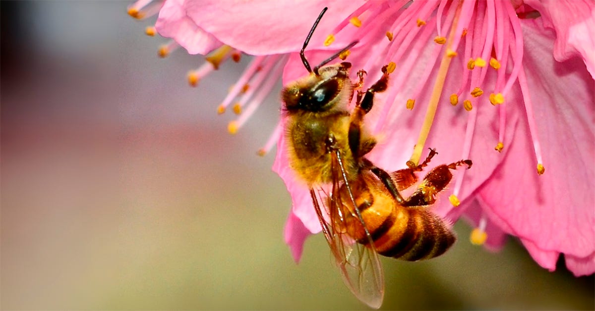 Abelha pousada em uma flor rosa vibrante, coletando pólen entre os estames. Ao fundo, tons suaves e desfocados Abelha pousada em uma flor rosa vibrante, coletando pólen entre os estames. Ao fundo, tons suaves e desfocados