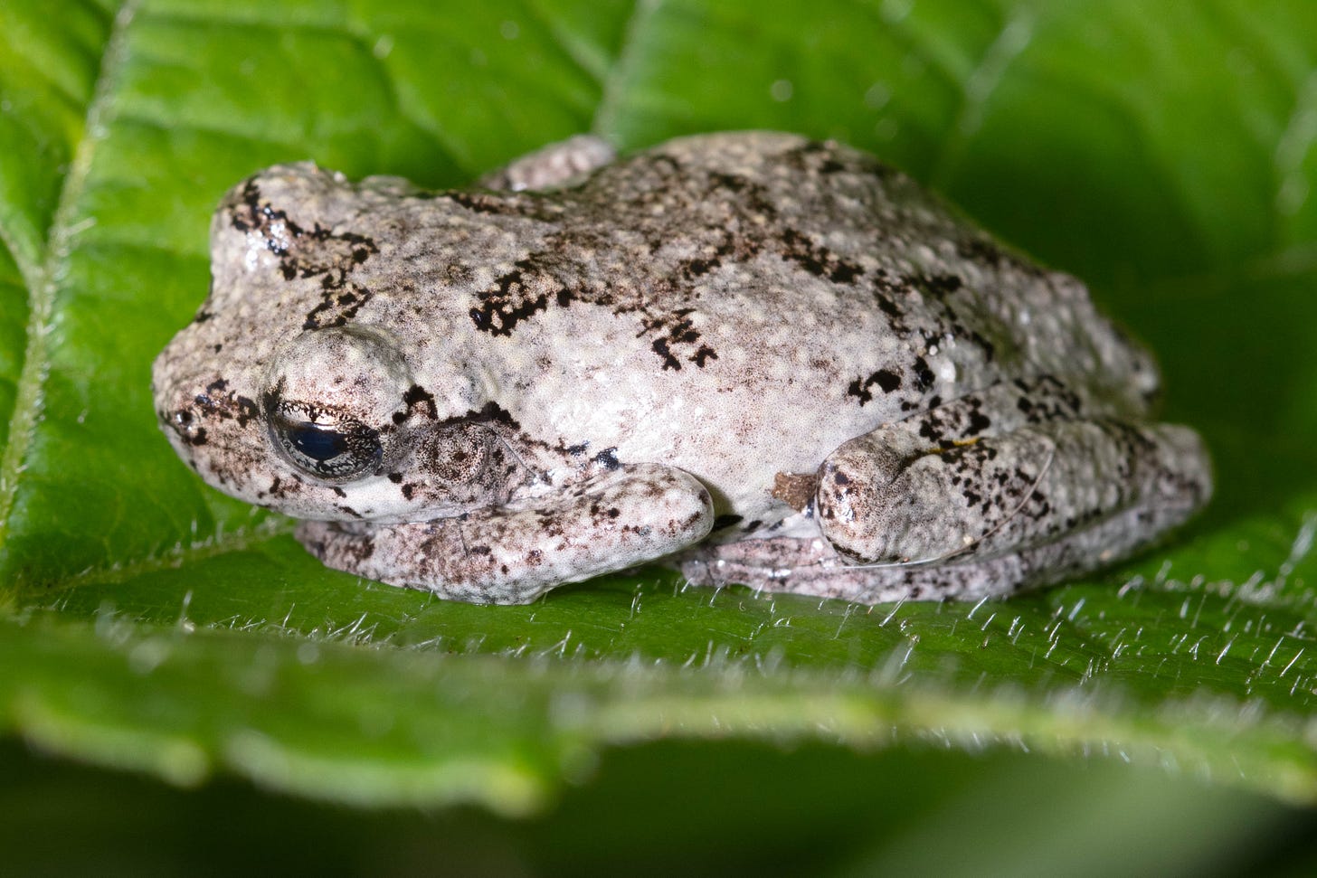 A gray tree frog with black marble-like wavy lines and spots and silver eyes resting on a leaf