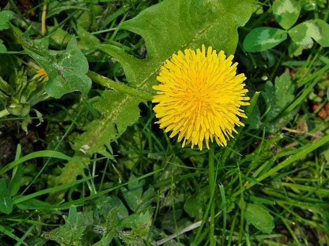 Free Dandelion Yellow photo and picture