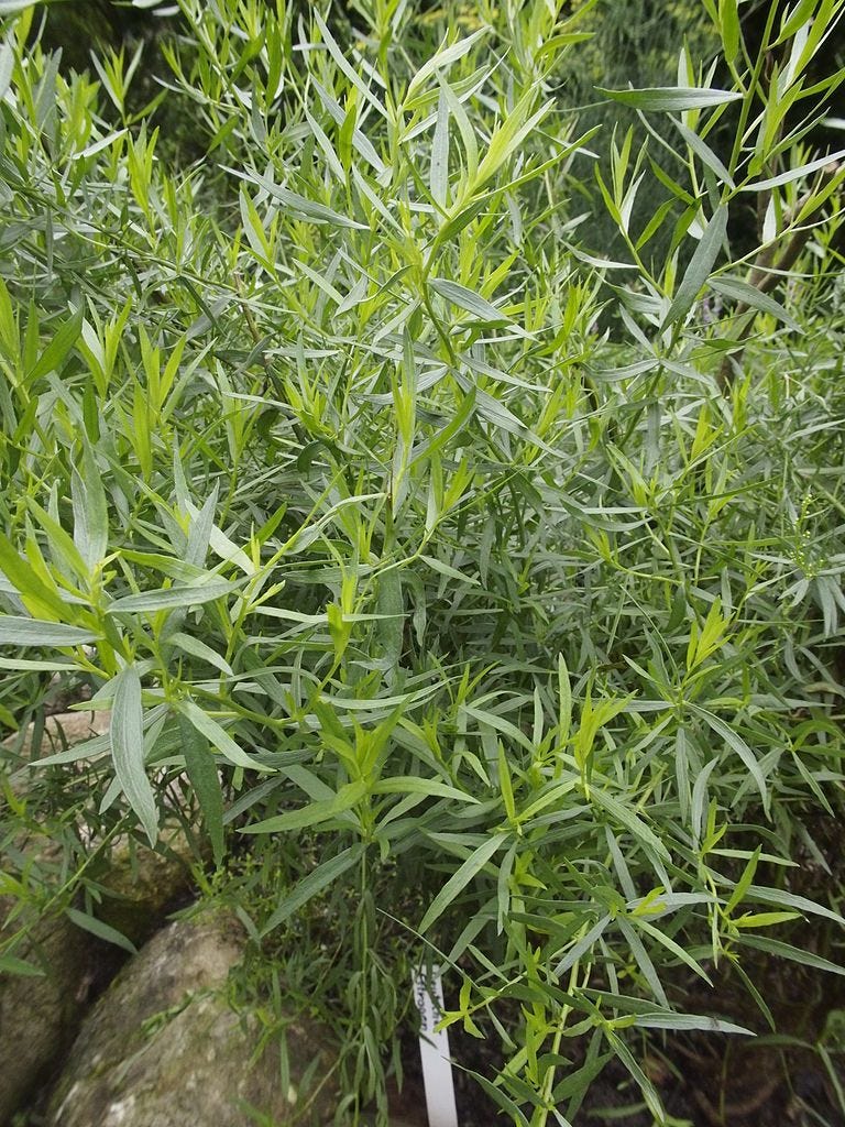 http://Deutscher%2520Estragon%2520Artemisia%2520dracunculus%252001.jpg http://Deutscher%2520Estragon%2520Artemisia%2520dracunculus%252001.jpg