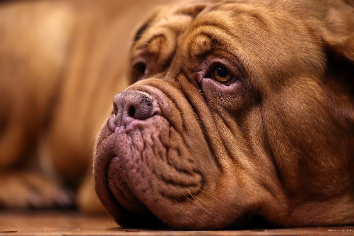 La competencia es considerada el pináculo para cualquier canino y su dueño. Foto: EFE/EPA/NEIL HALL