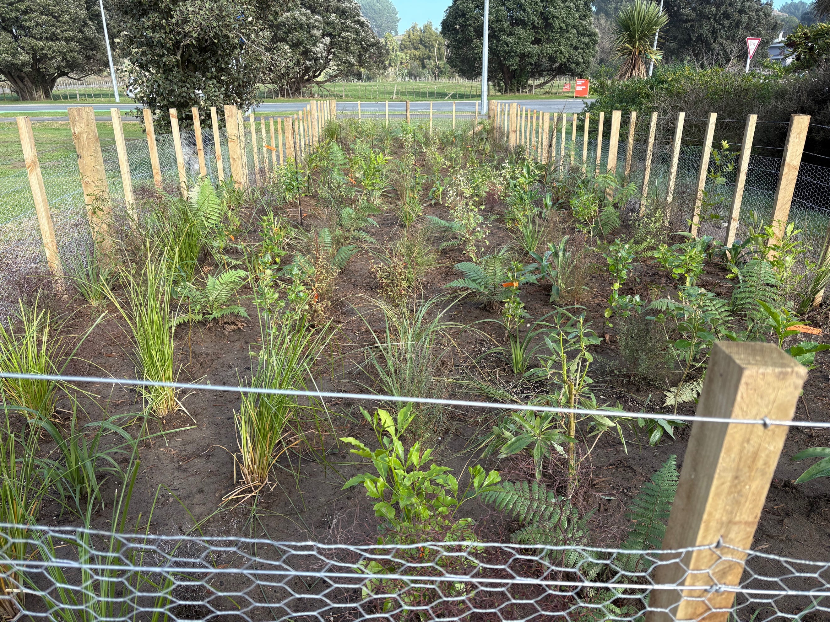 Small forests, big climate power - by Deirdre Kent