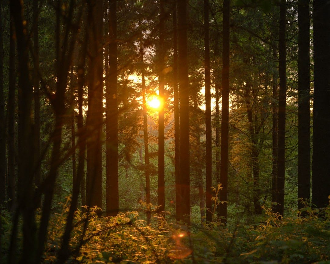 the sun is shining through the trees in the forest the sun is shining through the trees in the forest