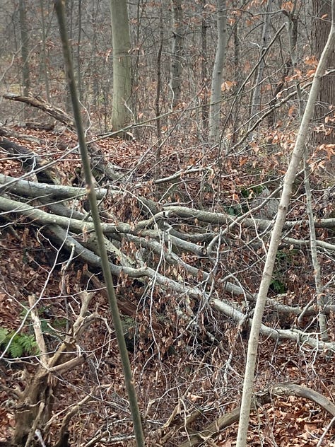 Rooted: Pics of tree and weed roots