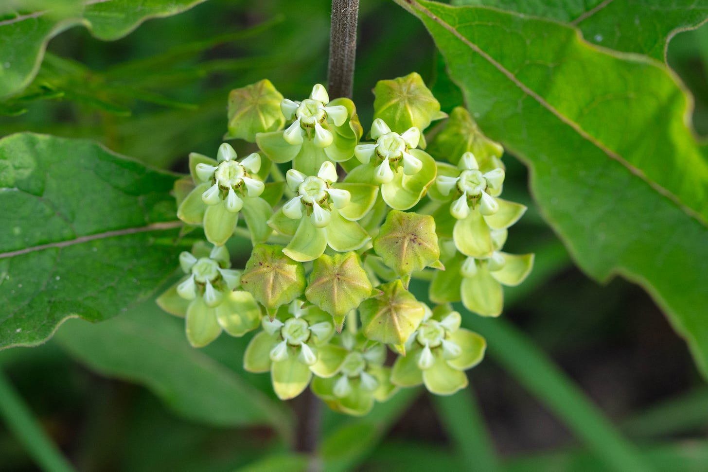 Overhead view of one big round infloresence of velvet-leaf milkweed, cropped mostly around the flowers and buds, showing just some of the wavy leaves