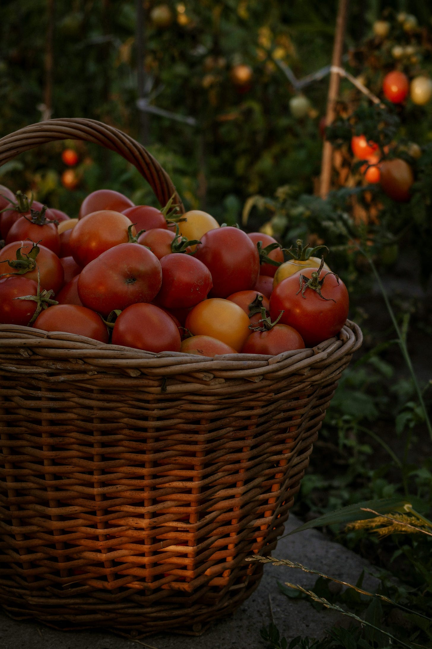 Basket full of ripe tomatoes.