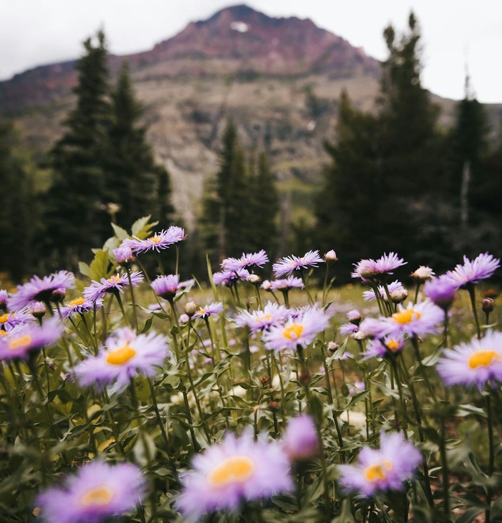 purple and white flowers near brown mountain during daytime purple and white flowers near brown mountain during daytime
