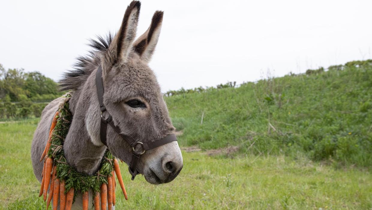 Donkey set to rival Jenny from Banshees of Inisherin at Polish film  festival in Dublin - Independent.ie