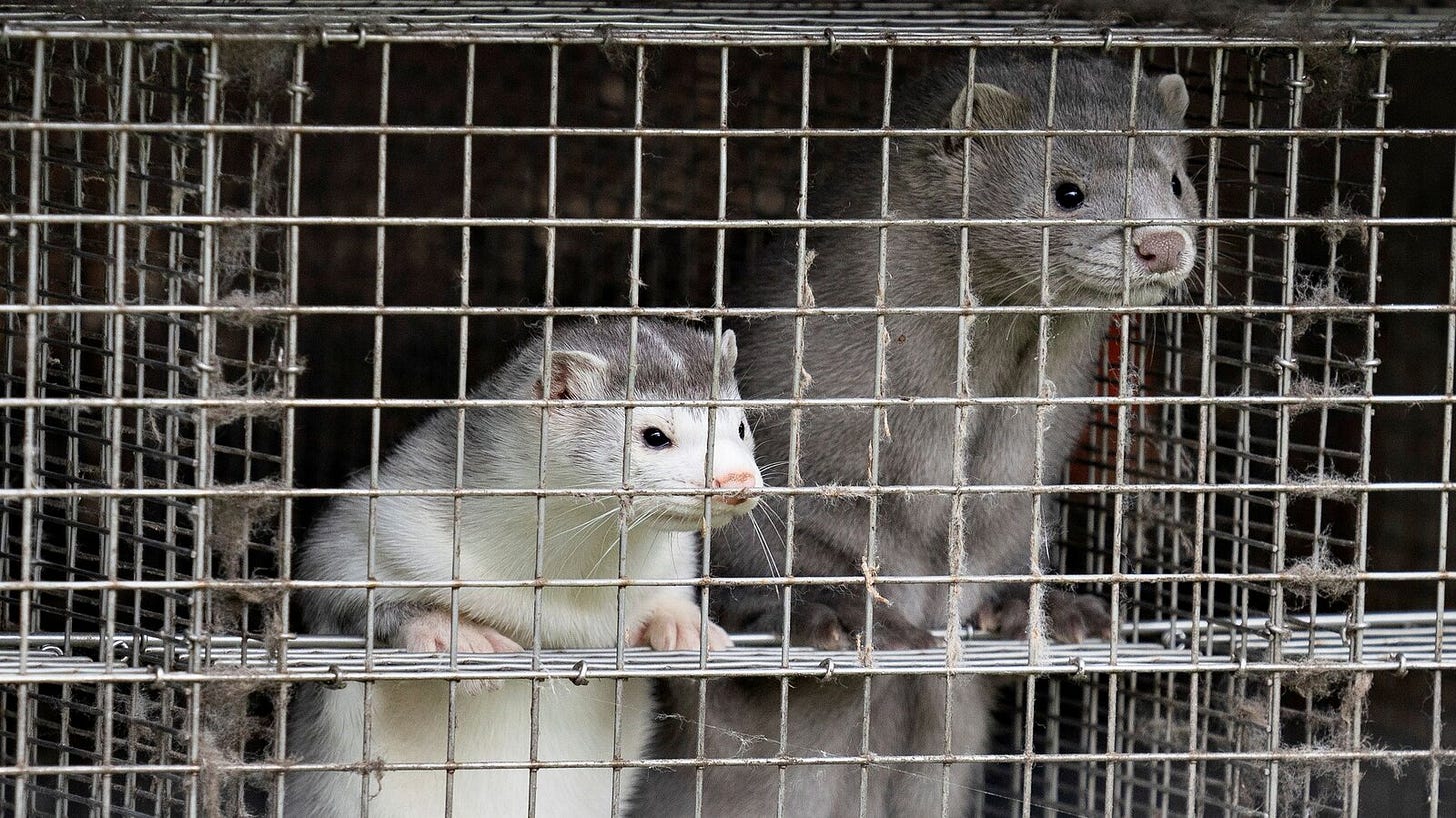 Denmark Will Kill All Farmed Mink, Citing Covid Infections - The New York  Times