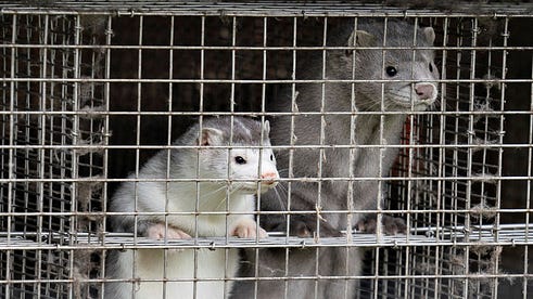Denmark Will Kill All Farmed Mink, Citing Covid Infections - The New York  Times - Denmark Will Kill All Farmed Mink, Citing Covid Infections - The New York  Times
