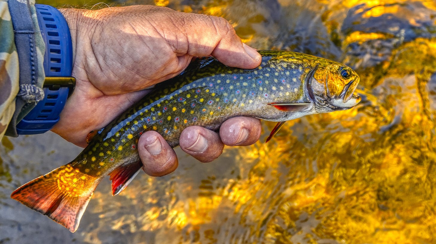 catching wild brook trout on foot up north
