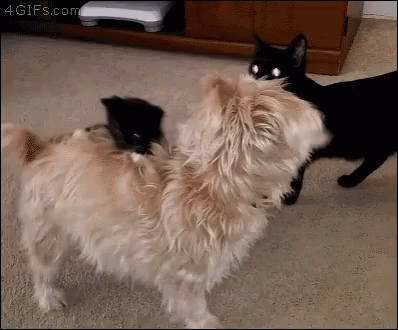Dog Cat GIF - Dog Cat Kitten - Discover & Share GIFs Dog Cat GIF - Dog Cat Kitten - Discover & Share GIFs