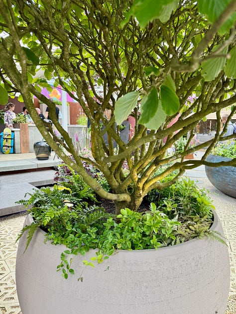 multi-stemmed trees of various species in gardens at the chelsea flower show