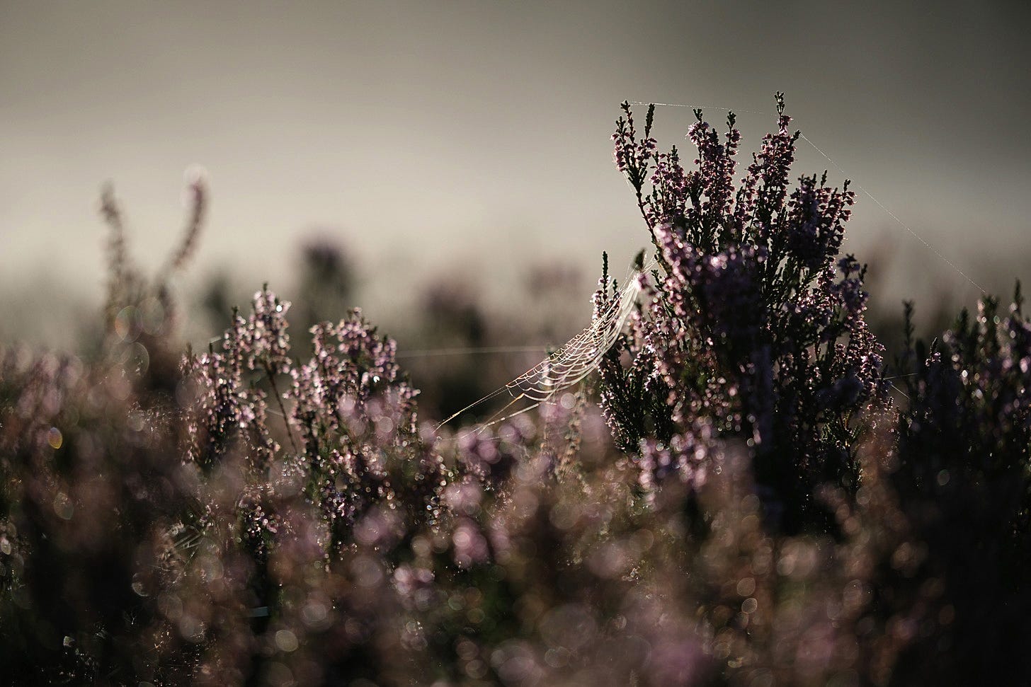 Purple ling heather on a misty Scottish moss is draped a dewy spider’s web