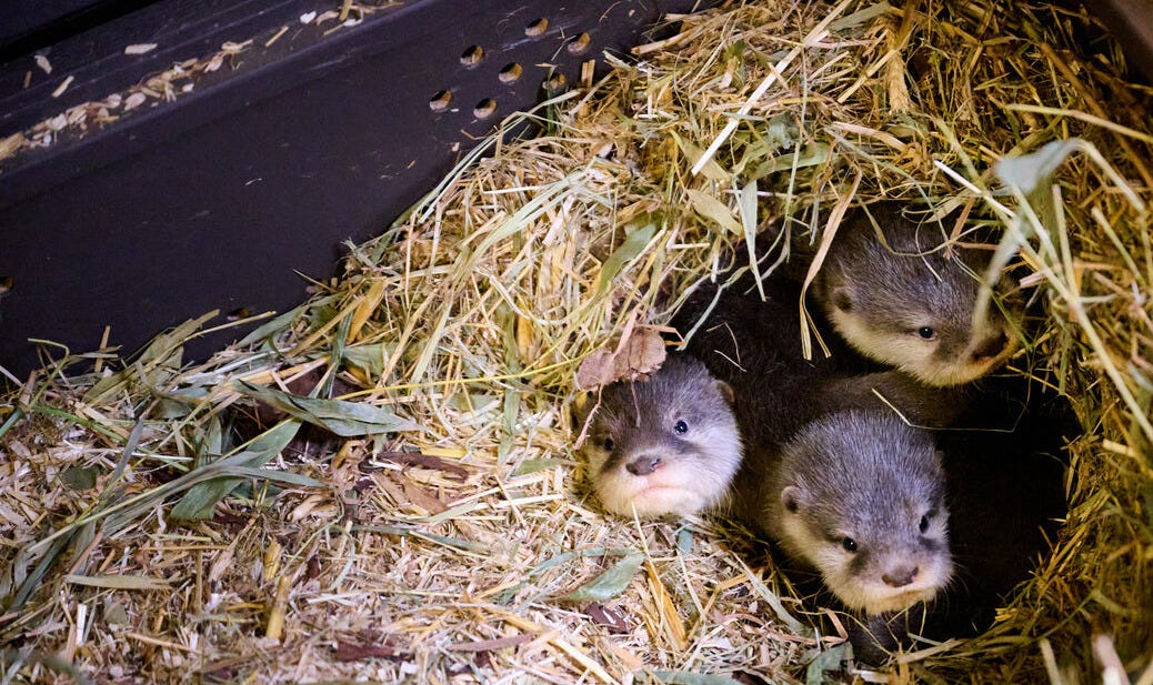 Otter-Nachwuchs