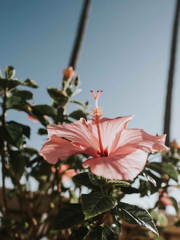 Image of a pink hibiscus flower.