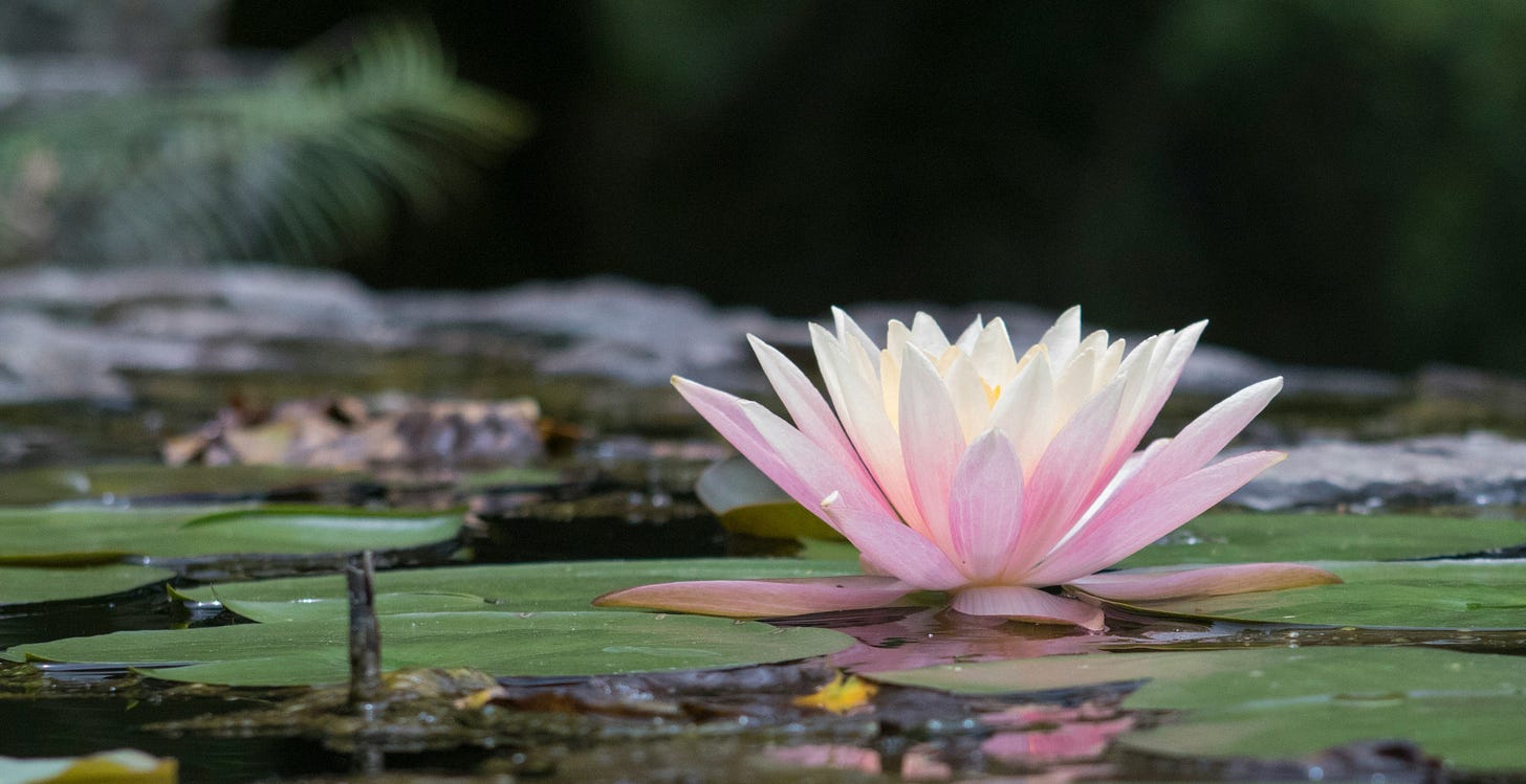 lotus flower