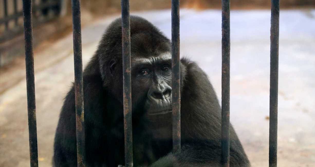 Raised in Captivity
