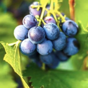 Buy me a glass of wine for just $5 to chip in on our expenses.