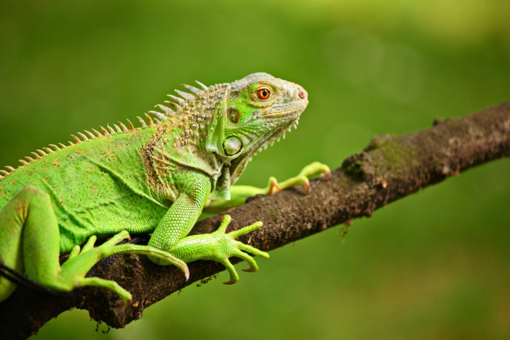 What is an Iguana? 7 Interesting Facts! - Blue Reef Aquarium What is an Iguana? 7 Interesting Facts! - Blue Reef Aquarium