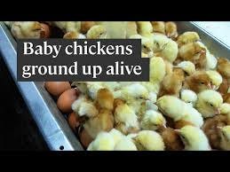 Why the egg industry 'shreds' baby ...