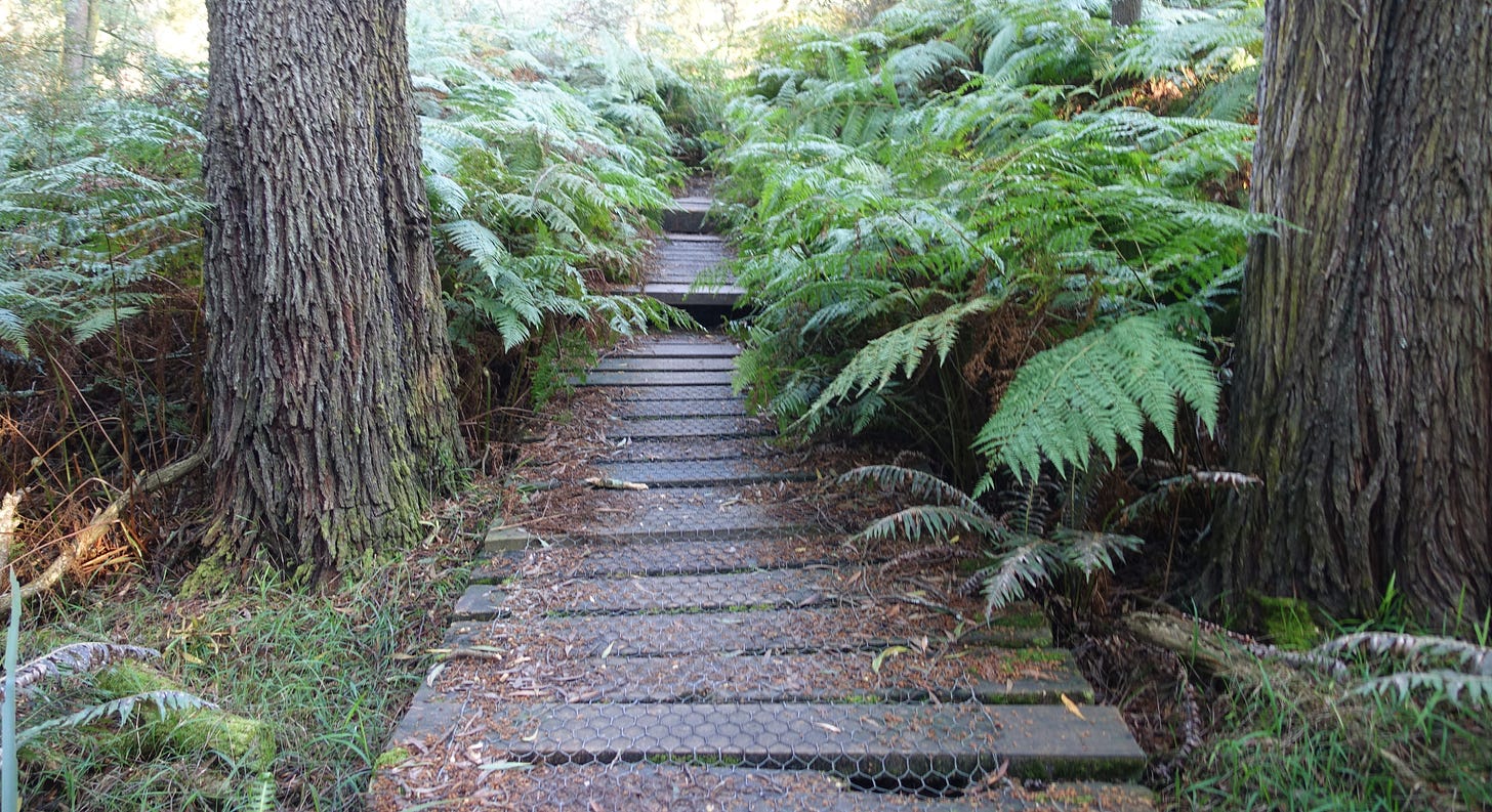 mesh-covered wooden boards leading uphill between large tree trunks, flanked by ferns