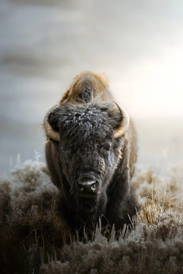 Bison with birds on back in misty Yellowstone landscape showing telephoto compression and atmospheric wildlife photography editing style and American bison wildlife photography with dreamy atmospheric background blur and telephoto compression in Yellowstone winter landscape