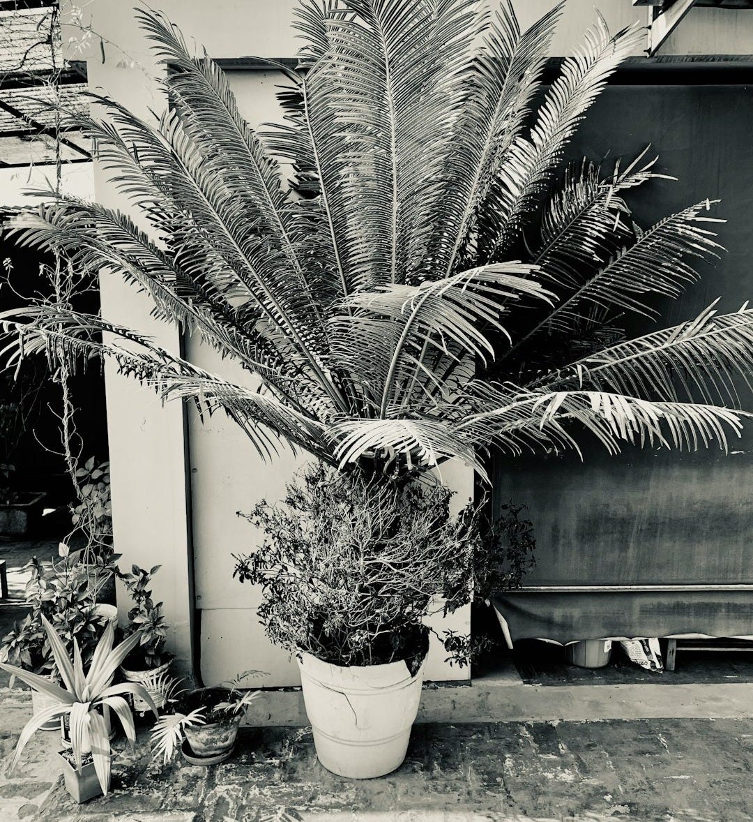 a plant in a pot