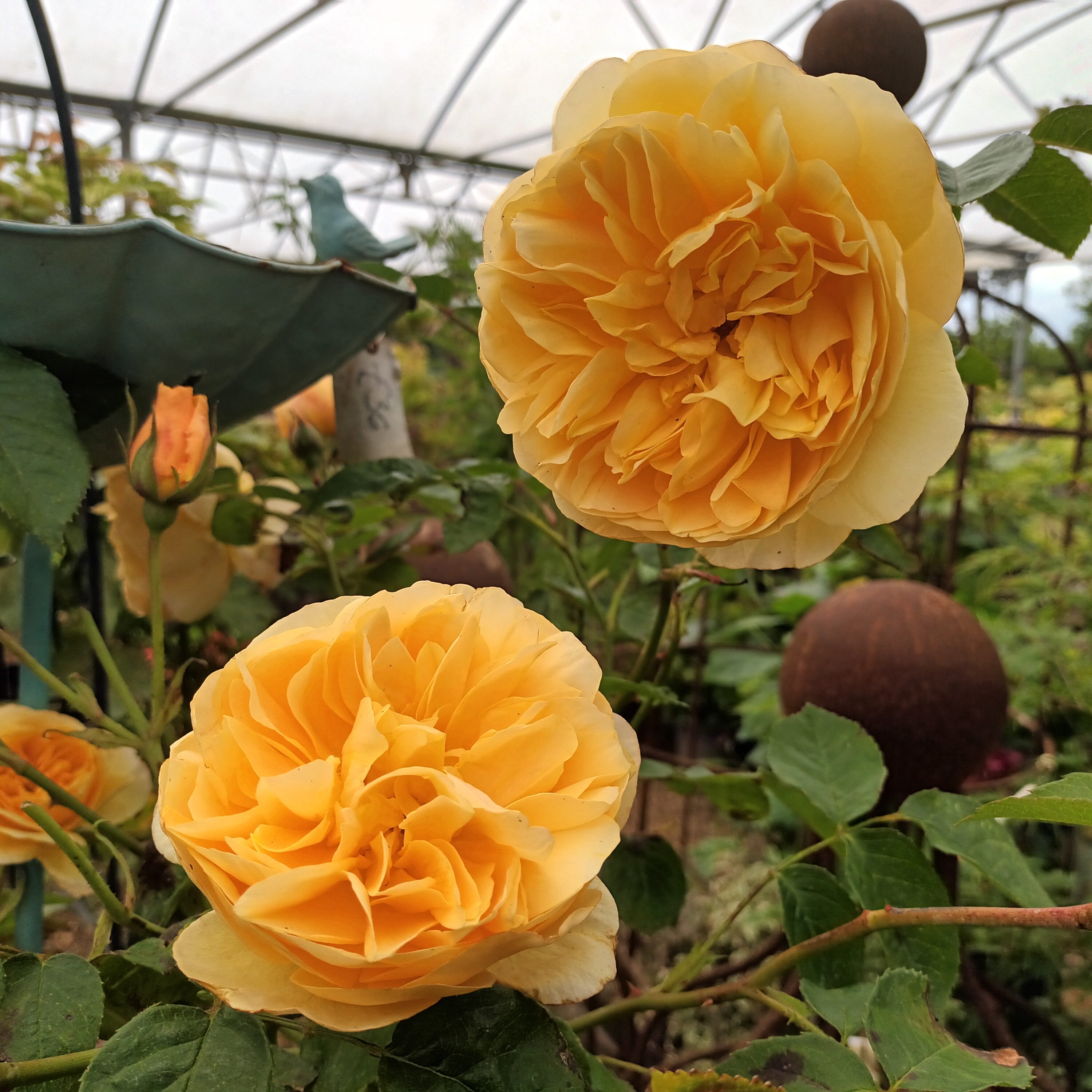 【ビタミンシーー】martin rose A Rose for Derek Jarman - by Vertigrow Plant