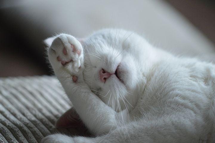 Animal, Cat, Feline, Pet, Sleep, Mammal