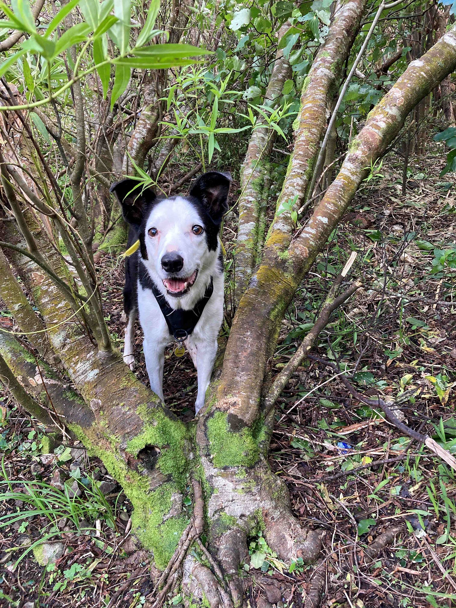 A happy black and white dog standing between forked branches of a hebe tree A happy black and white dog standing between forked branches of a hebe tree