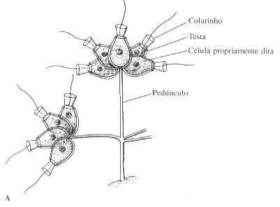 Coanoflagelados - Protozoários - InfoEscola