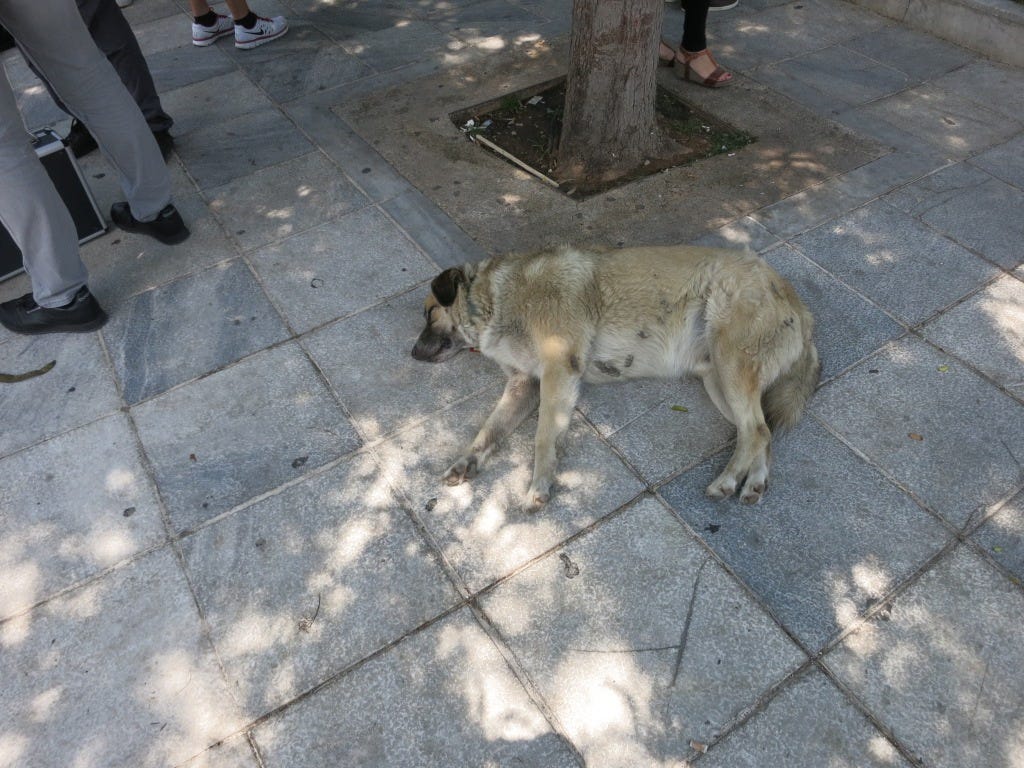 I blame this dog for everything. I blame this dog for everything.