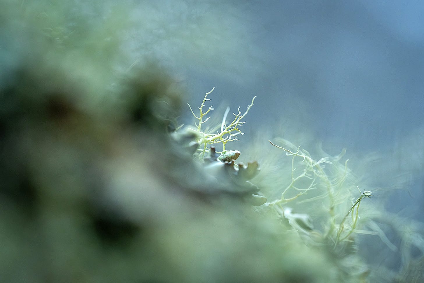 A macro, soft-focus shot of pale duck-egg blue lichen with delicate, antler-like branches reaching upward. The background is a dreamy, blurred wash of cool teal and grey.