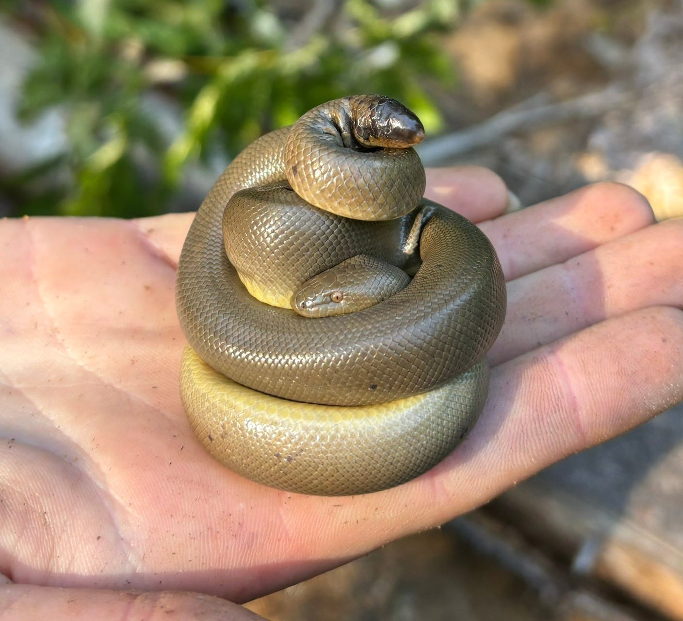 Beneath the Scales