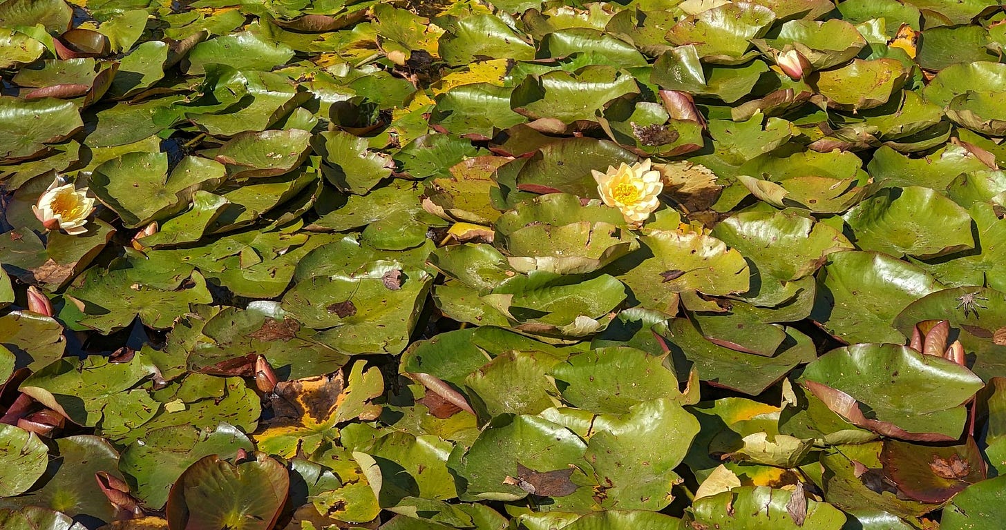 pond covered over with liliy pads