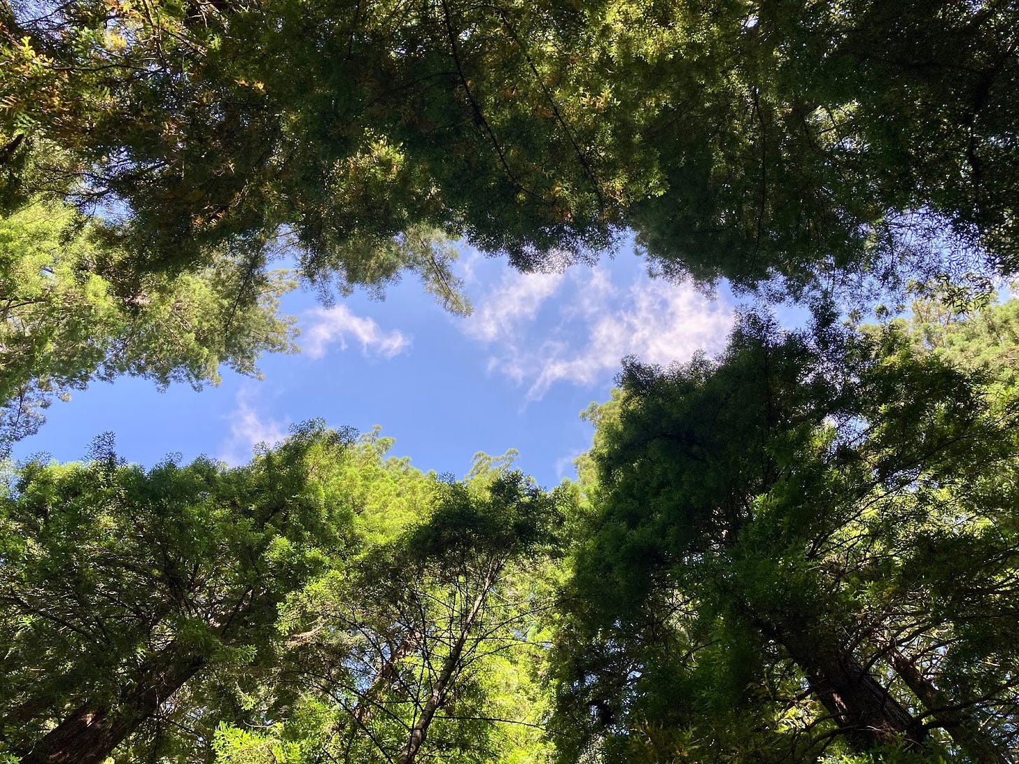 A sliver of blue sky through the canopy of redwood trees