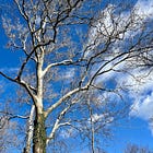 Learning the truth about grief from trees
