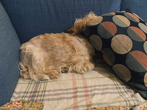 dog sleeping in funny ways