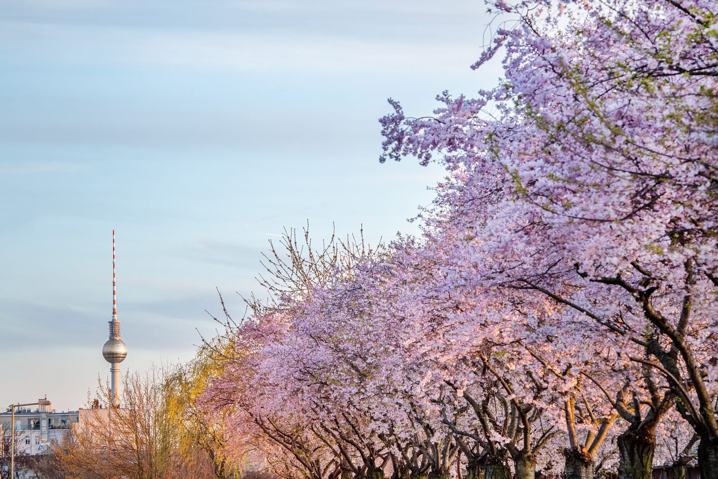 Pale pink blossomed cherry trees with the Berlin tv tower in the background.