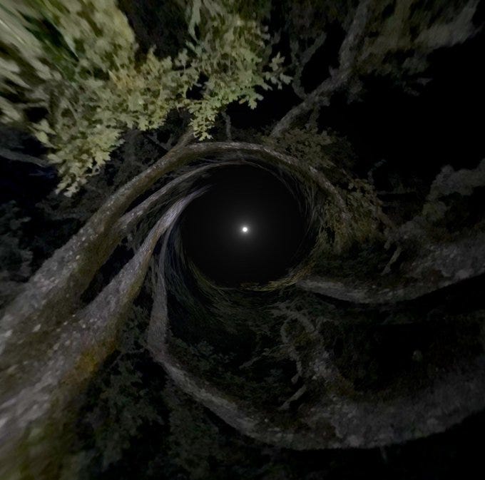 Tall trees with rough bark trunks and green foliage branches spiral inward from the edges toward the dark center, framing a bright circular full moon visible in the night sky.