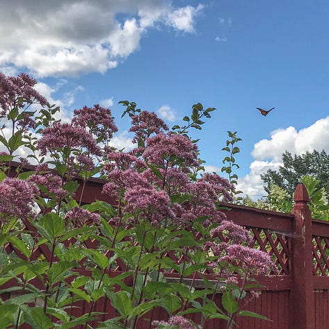 Triptych: Each contains large pink flowers and at least one winged black and orange butterfly